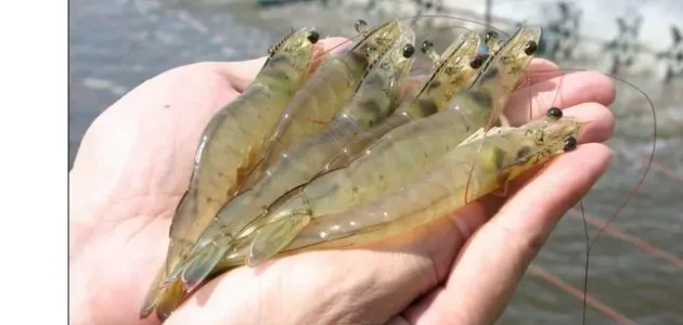 دراسة جدوى مشروع تربية الجمبرى