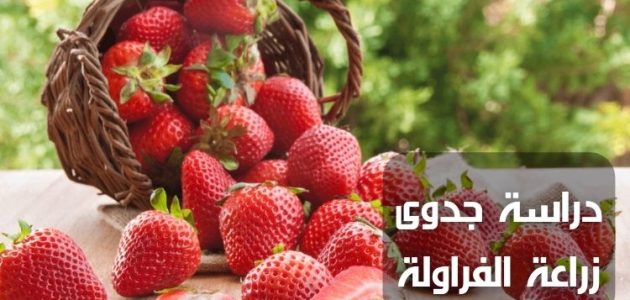 دراسة جدوى مشروع زراعة الفراولة