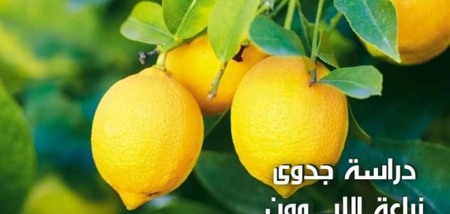 دراسة جدوي زراعة الليمون