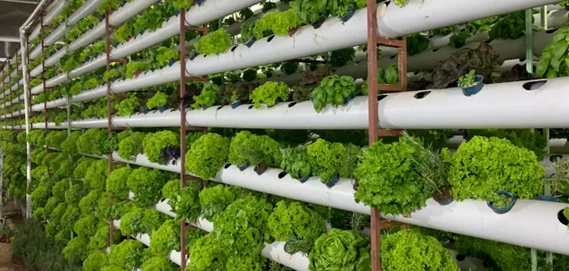 دراسة جدوي مشروع الزراعة المائية بالتفصيل