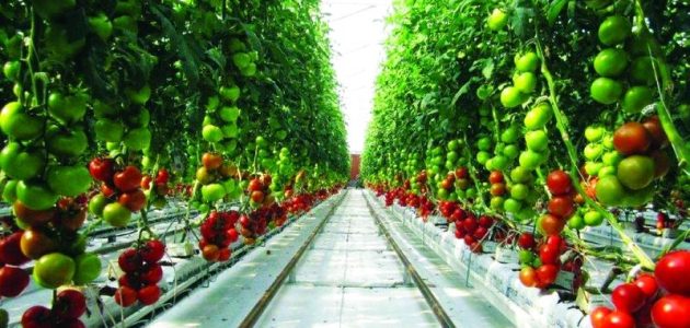 زراعة الطماطم بدون تربة