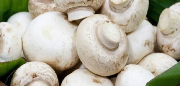 شركات تسويق عيش الغراب