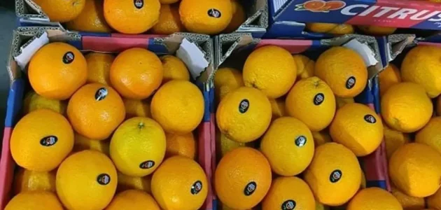 شركات تصدير البرتقال في مصر