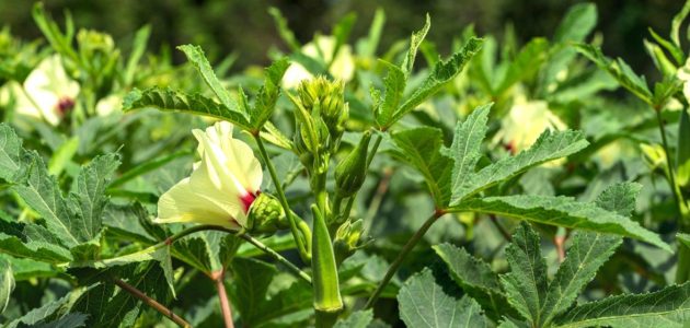 طريقة زراعة البامية