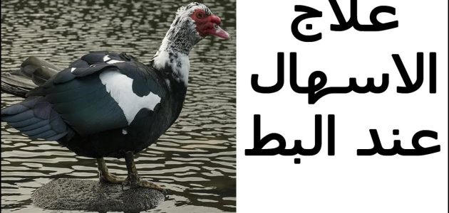 علاج الإسهال عند البط المسكوفي