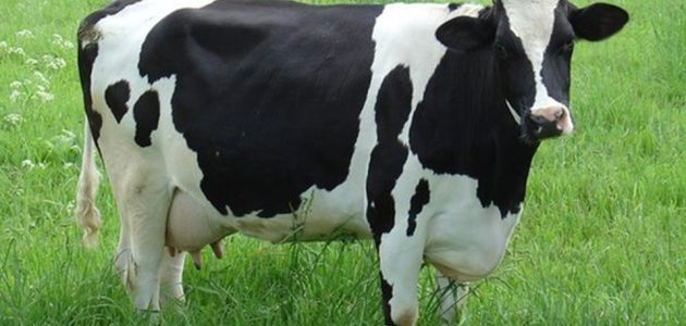 كيفية زيادة انتاج الحليب عند الأبقار
