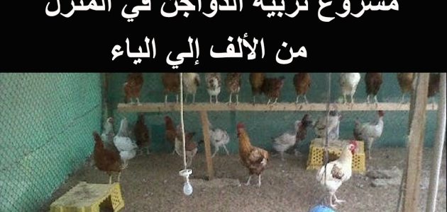 مشروع تربية الدواجن للمبتدئين