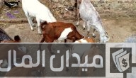مشروع تربية الماعز على سطح المنزل وتكلفة الأكل الشهرية