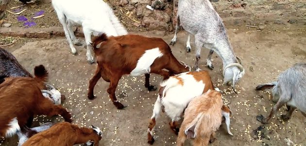 مشروع تربية الماعز على سطح المنزل