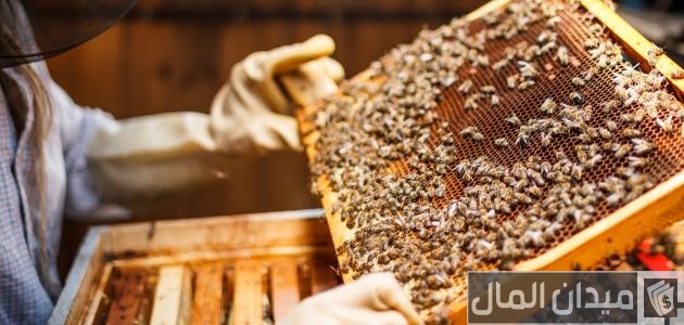 مشروع تربية النحل