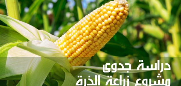 مشروع زراعة الذرة