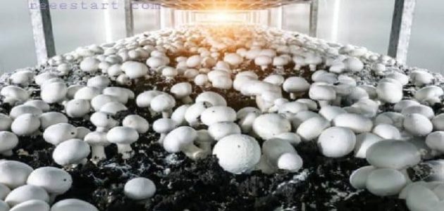 مشروع فطر عيش الغراب