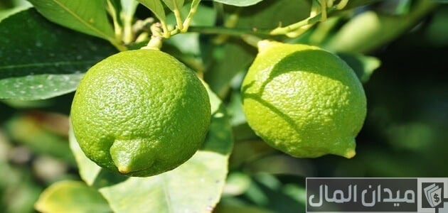 مواعيد زراعة الليمون في مصر
