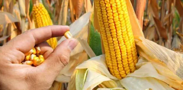 موعد زراعة الذرة الصفراء