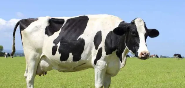 أجود أنواع البقر الحلوب