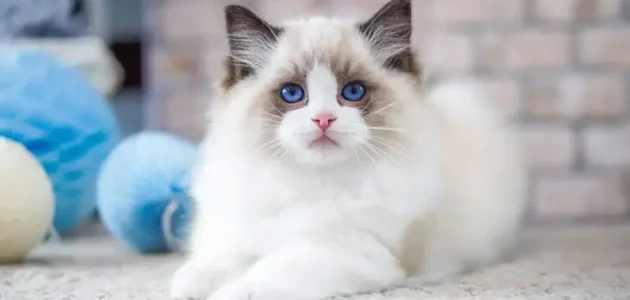 أسعار القطط في السعودية