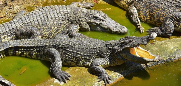 أسعار تذاكر حديقة التماسيح دبي