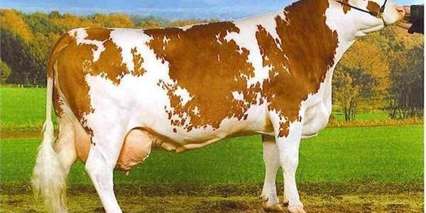 أشهر أنواع البقر في مصر