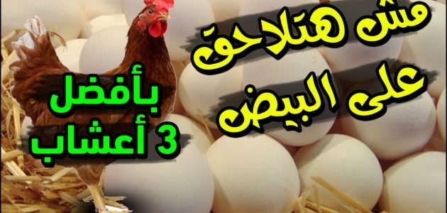 أعشاب لزيادة بيض الدجاج