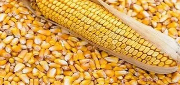 أفضل أنواع الذرة للزراعة