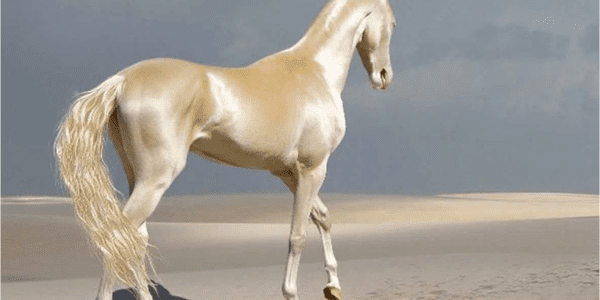 أفضل الخيول في العالم