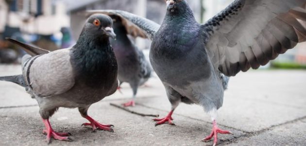 أفضل مضاد حيوي شامل للحمام