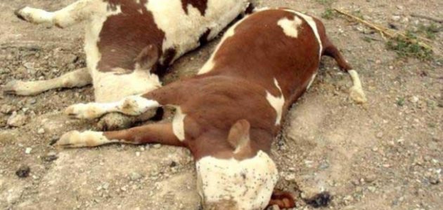 أمراض الأبقار الفيروسية