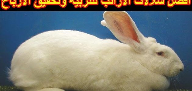 أنواع الأرانب للتربية والبيع