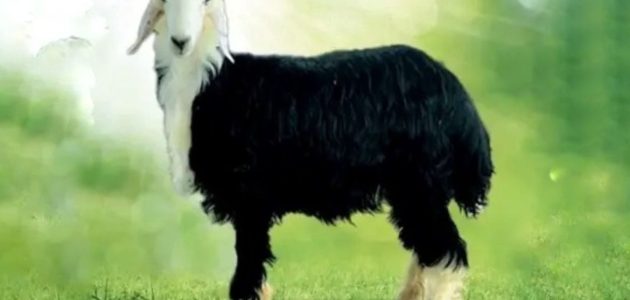 أنواع الأغنام العربية بالصور