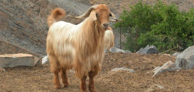 أنواع الأغنام في سلطنة عمان