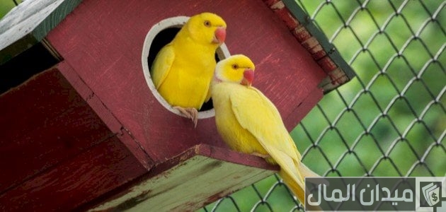 أنواع عصافير الزينة