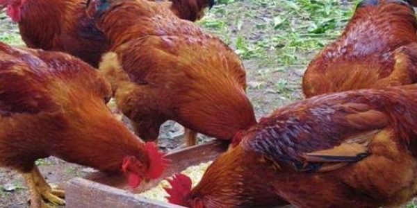 الفرق بين الفراخ الساسو والبلدي والهجين