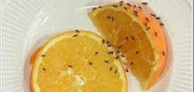 القضاء على ذباب الفاكهة