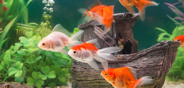 تربية أسماك الزينة في المنزل