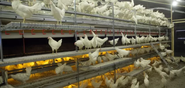 تربية الدجاج البياض في البطاريات