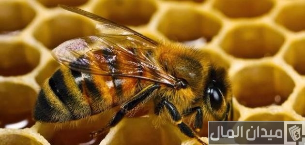 تربية النحل في المنزل
