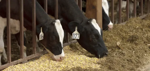 تسمين العجول البقري