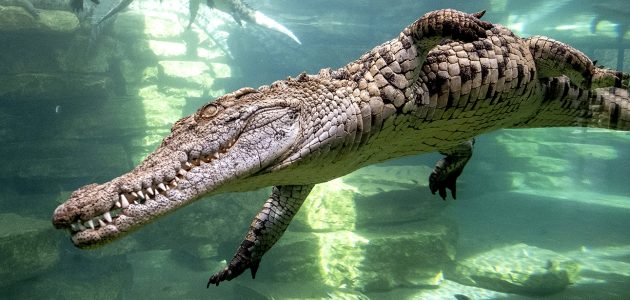 حجز تذاكر حديقة التماسيح دبي