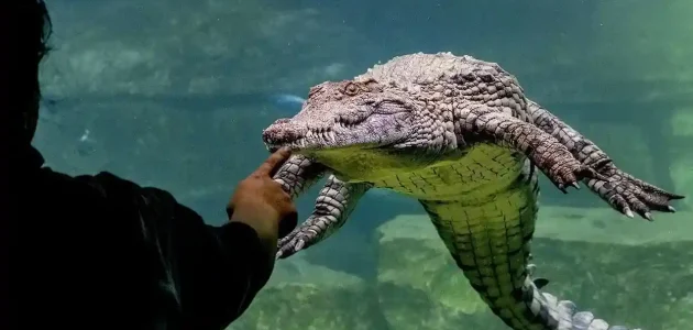 حديقة التماسيح دبي