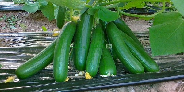 دراسة جدوى زراعة الخيار في الصوب