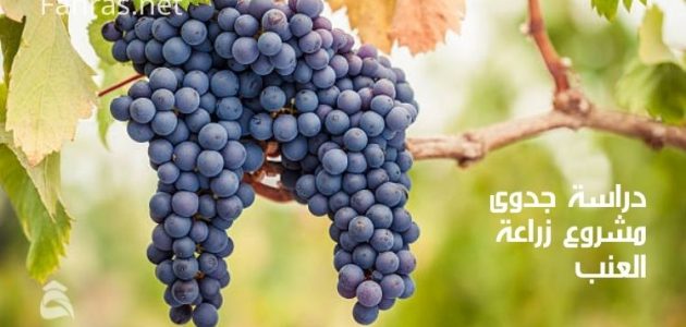 دراسة جدوى زراعة العنب في مصر