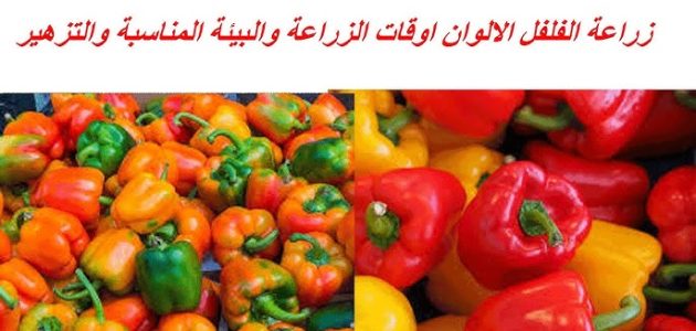 دراسة جدوى زراعة الفلفل الألوان