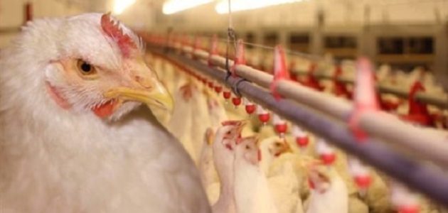 دراسة جدوى مجزر دواجن يدوي