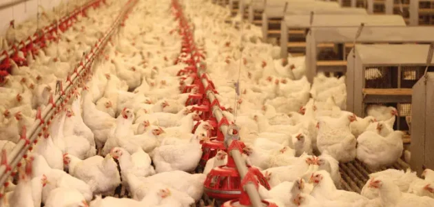 دراسة جدوى مزرعة دواجن