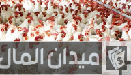 دراسة جدوى مشروع تربية الدواجن 1000 كتكوت وأرباح المشروع