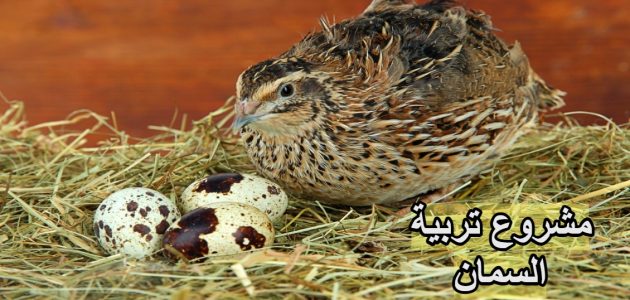 دراسة جدوى مشروع تربية السمان