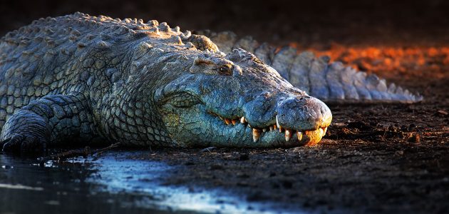 رقم حديقة التماسيح دبي الموحد