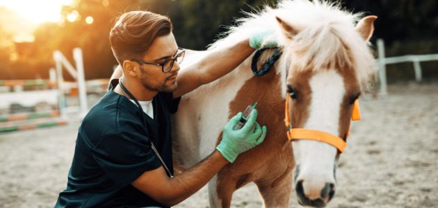 رقم حديقة الحيوانات كابر أم القيوين