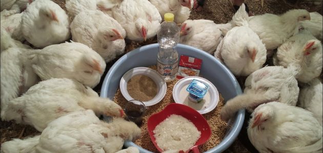 زيادة وزن الدواجن