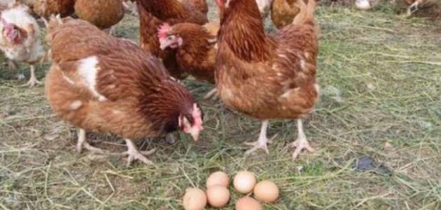 علاج أمراض الدجاج بالأعشاب